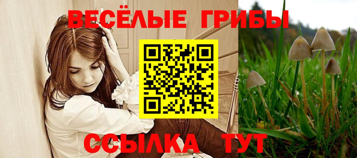 Ковров  Псилоцибиновые грибы Psilocybe  Вход с VPN 